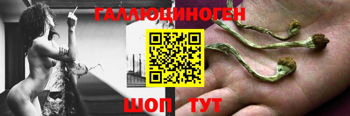 Галлюциногенные грибы Psilocybe Кинель